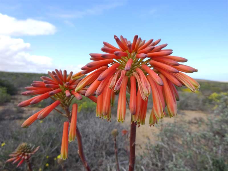 Image of Aloe maculata specimen.