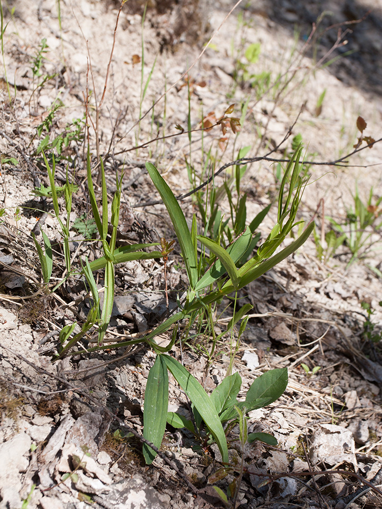 Изображение особи Lathyrus sylvestris.