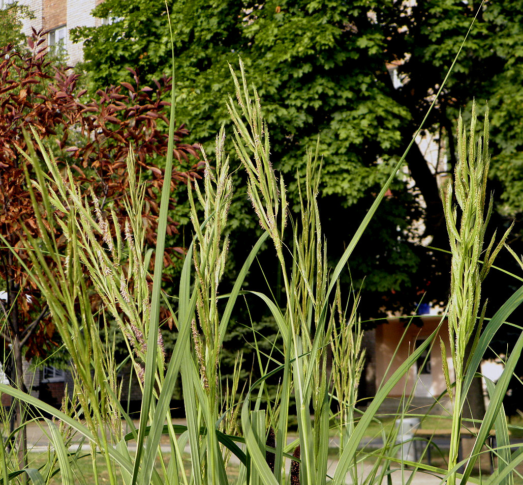 Image of Spartina pectinata specimen.