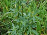 Medicago sativa. Средние части побегов. Украина, Ивано-Франковская обл., Долинский р-н, Старомизунский сельсовет, окр. с.Новый Мизунь, луг близ болота Ширковец. 25.09.2017.