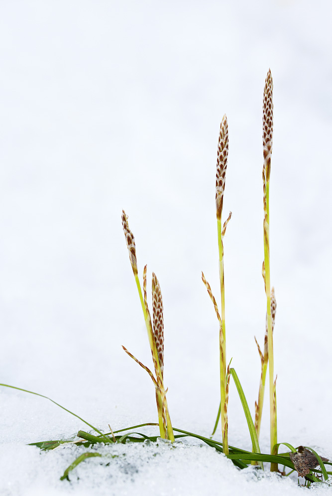 Изображение особи Carex macroura.