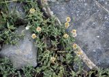 Anaphalis sarawschanica. Цветущие растения. Таджикистан, Фанские горы, окр. Мутного озера, ≈ 3500 м н.у.м., каменистый склон. 02.08.2017.