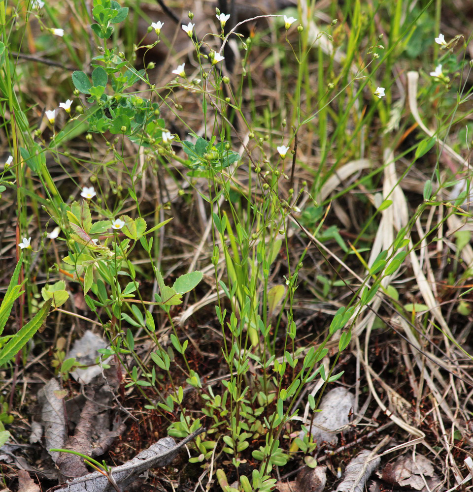 Изображение особи Linum catharticum.