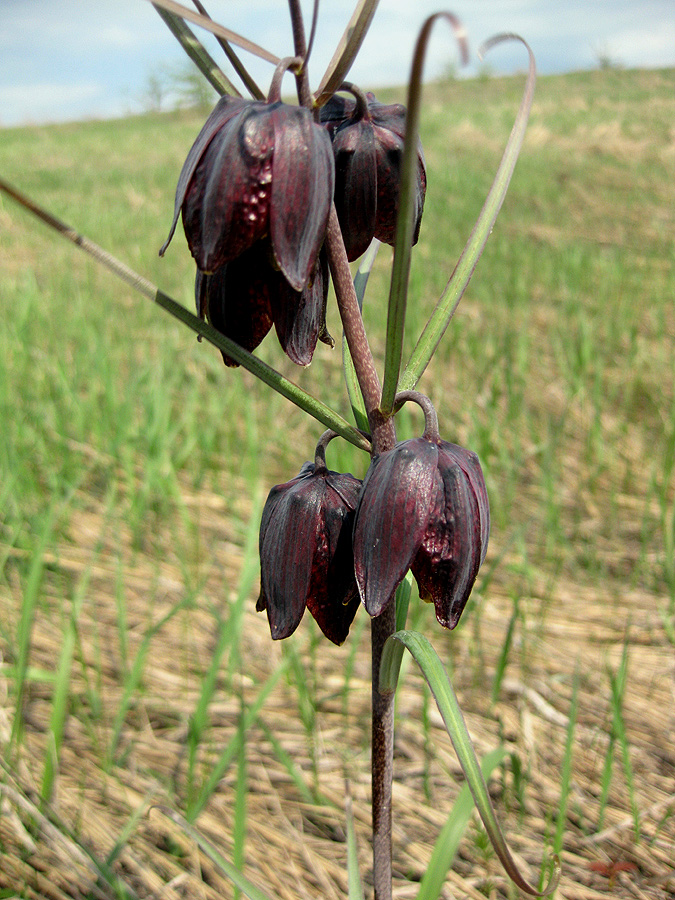 Изображение особи Fritillaria ruthenica.