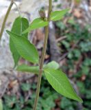 genus Salvia. Часть стебля с листьями. Крым, \"Царская тропа\" выше пгт Ореанда, лиственный лес. Июль 2017 г.
