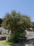 Vitex agnus-castus. Цветущее взрослое растение. Греция, о. Родос, в культуре(?). Июль 2017 г.