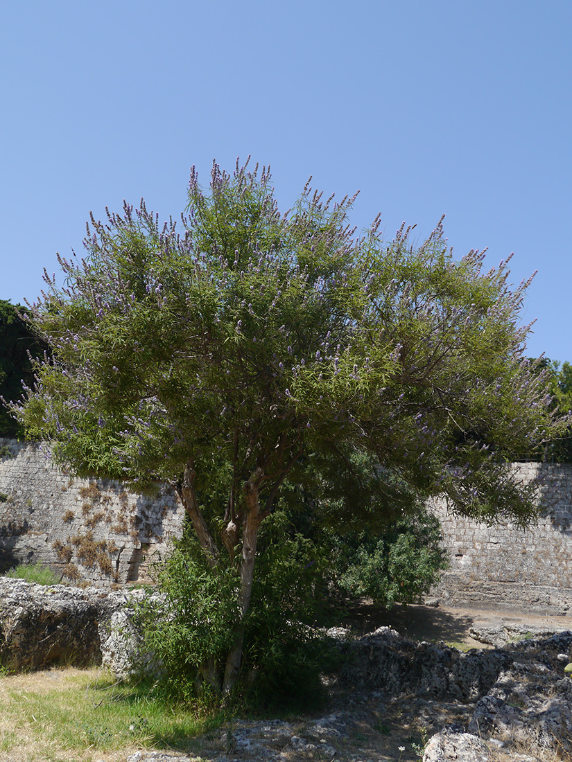 Изображение особи Vitex agnus-castus.