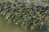 Potamogeton crispus. Вегетирующее растение. Краснодарский край, г. Краснодар, Покровские озёра (пруды бывшей реки Карасун). 19.05.2017.