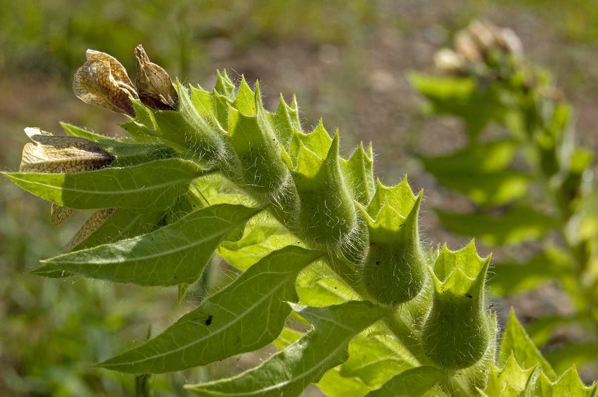 Изображение особи Hyoscyamus niger.