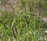 genus Calamagrostis. Верхушка цветущего растения. Коми, Интинский р-н, Приполярный Урал, хр. Малдынырд, левый борт р. Балбанъю, приводораздельное плато над каром оз. Грубепендиты. 30.07.2017.