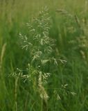 Poa angustifolia