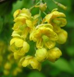 Berberis vulgaris