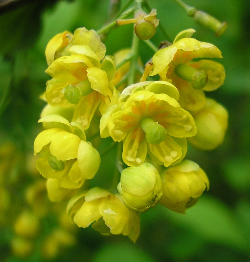 Image of Berberis vulgaris specimen.