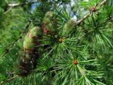 Larix sibirica. Молодые женские шишки и побеги с листьями. Беларусь, Гродненская обл., Новогрудский р-н, Брольникский сельсовет, окр. дер. Примень, искусственные посадки лиственницы. 19.08.2015.
