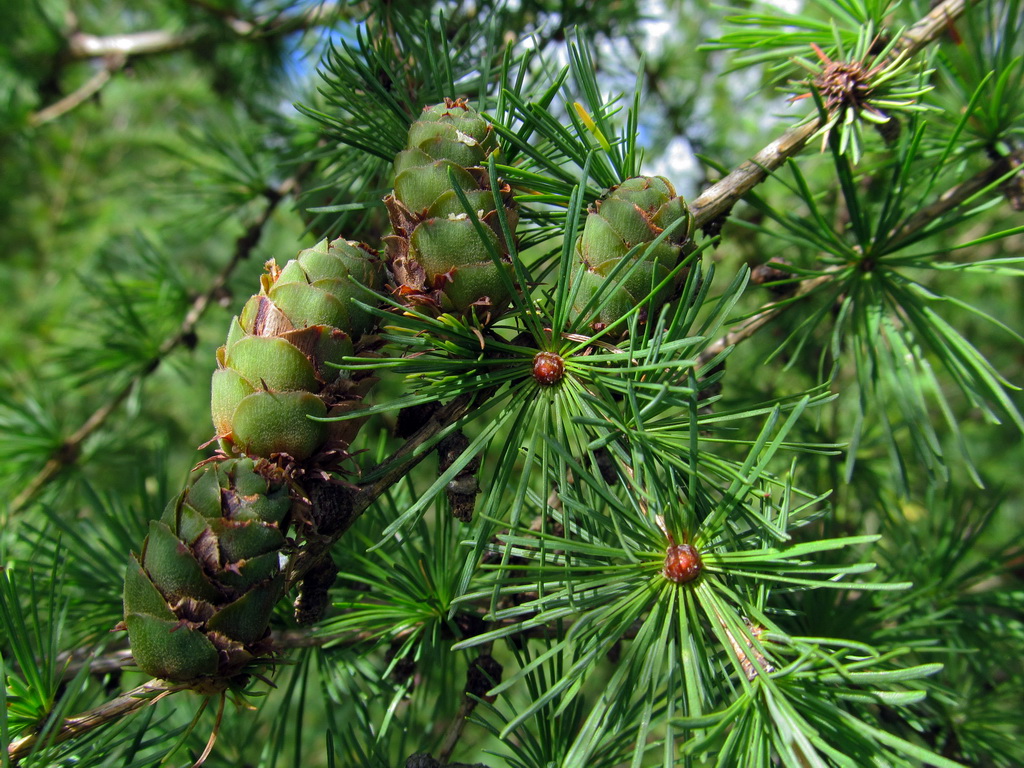 Image of Larix sibirica specimen.