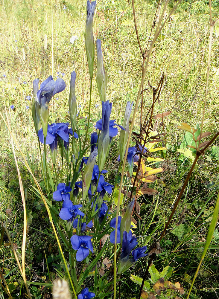 Image of Gentianopsis barbata specimen.