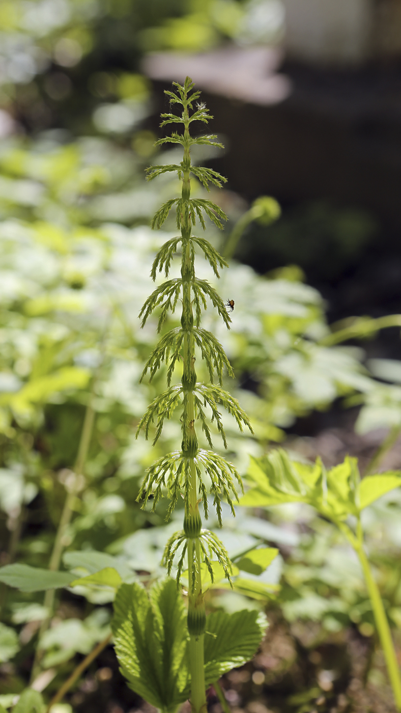 Изображение особи Equisetum sylvaticum.