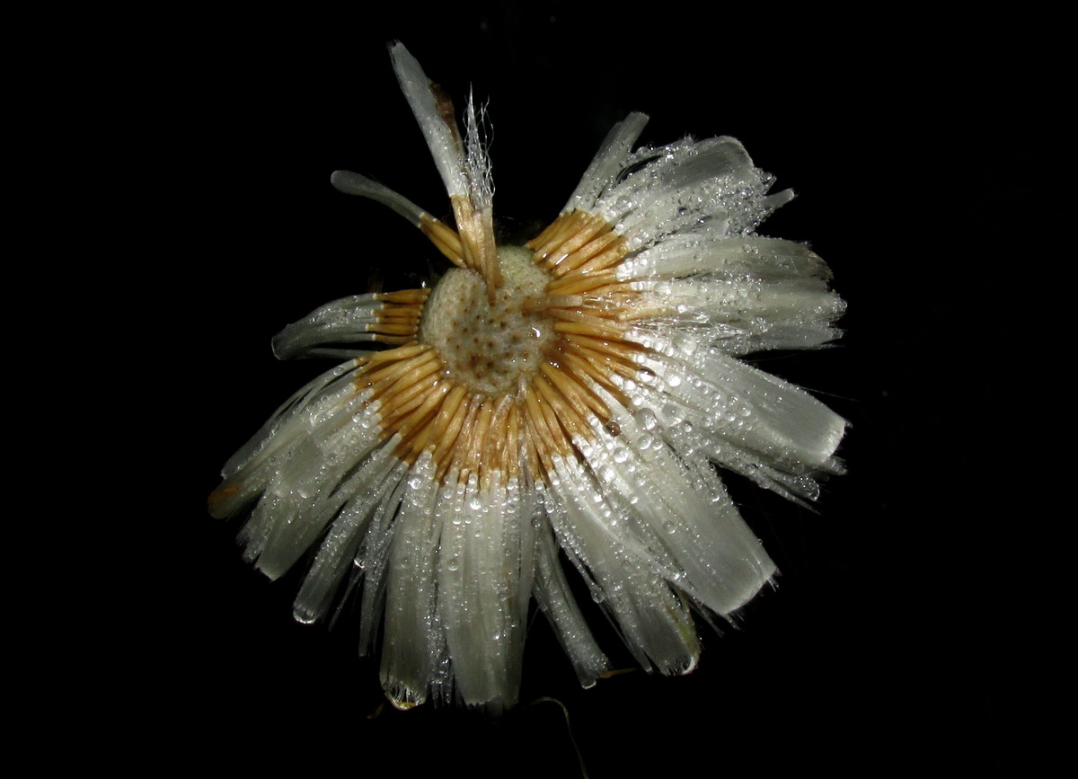 Image of Tussilago farfara specimen.