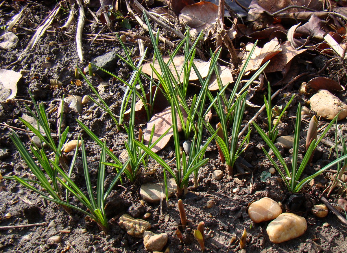 Изображение особи Crocus speciosus.