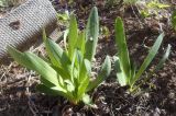 Allium nutans