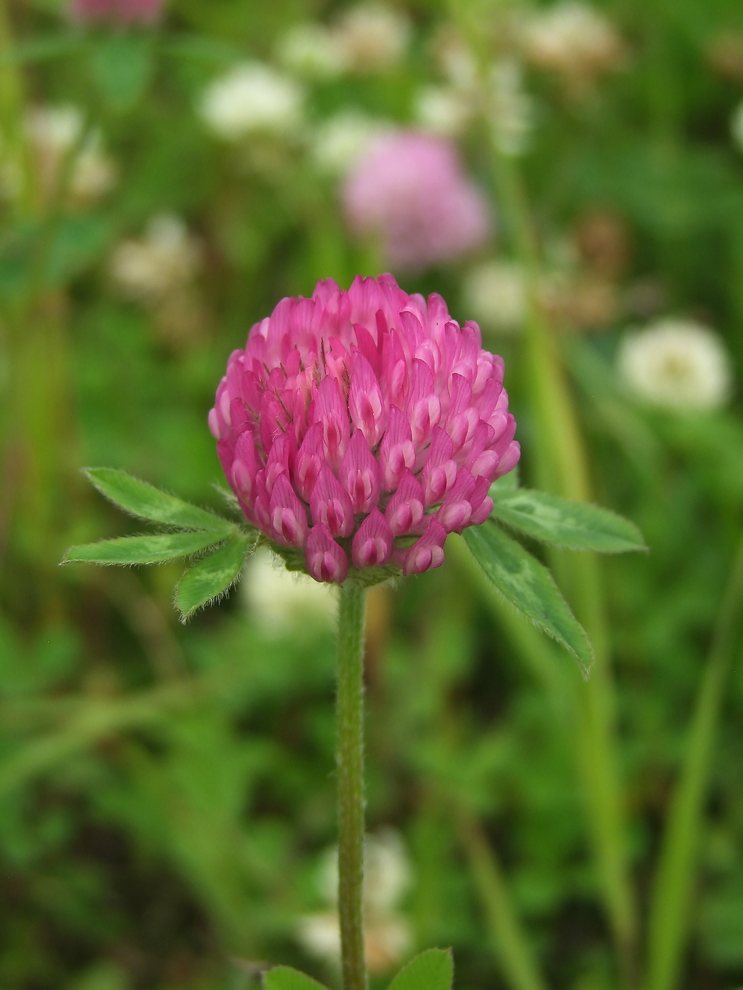 Image of Trifolium pratense specimen.