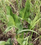 Arum hygrophilum. Листья. Израиль, окр. г. Кирьят-Оно, старая залежь. 04.03.2018.