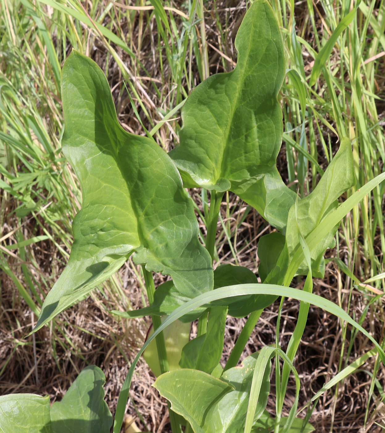 Изображение особи Arum hygrophilum.