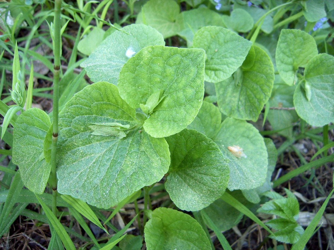 Изображение особи Viola mirabilis.