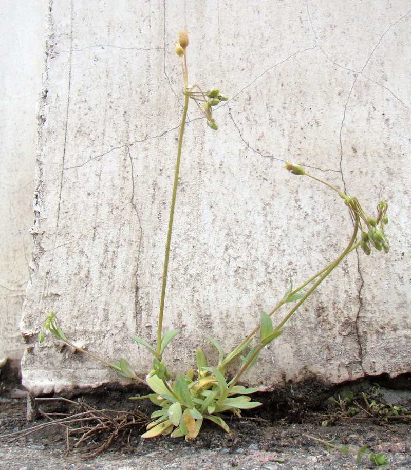 Image of Holosteum umbellatum specimen.