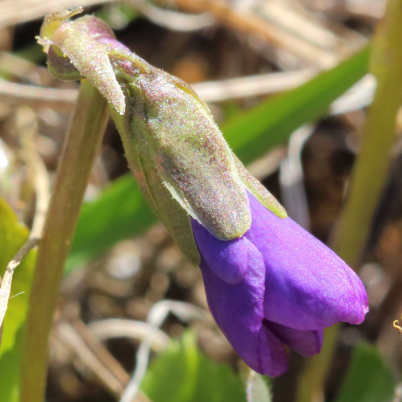 Изображение особи Viola ambigua.