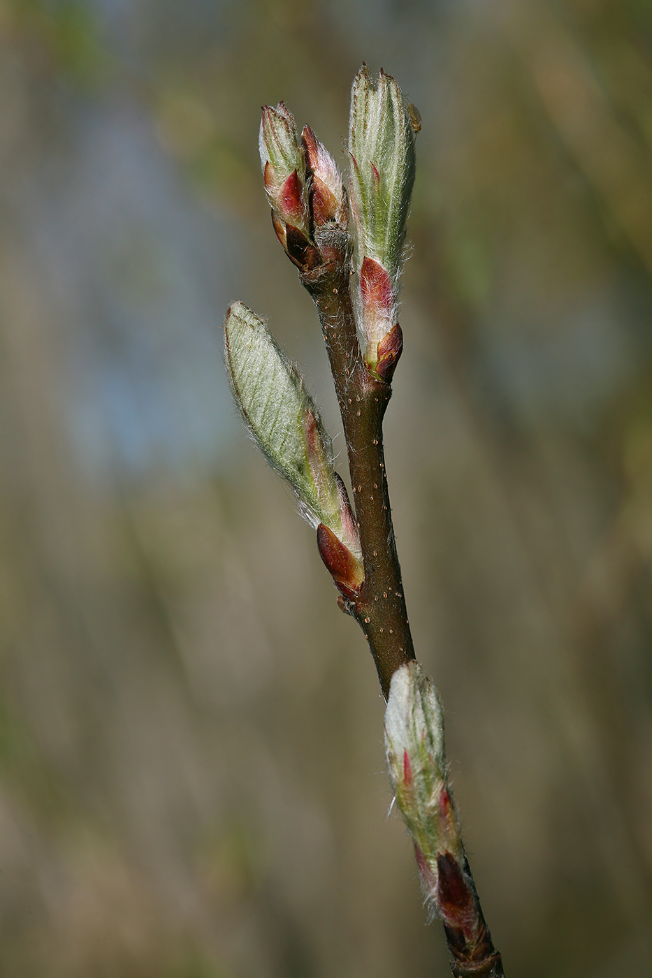 Изображение особи Amelanchier spicata.