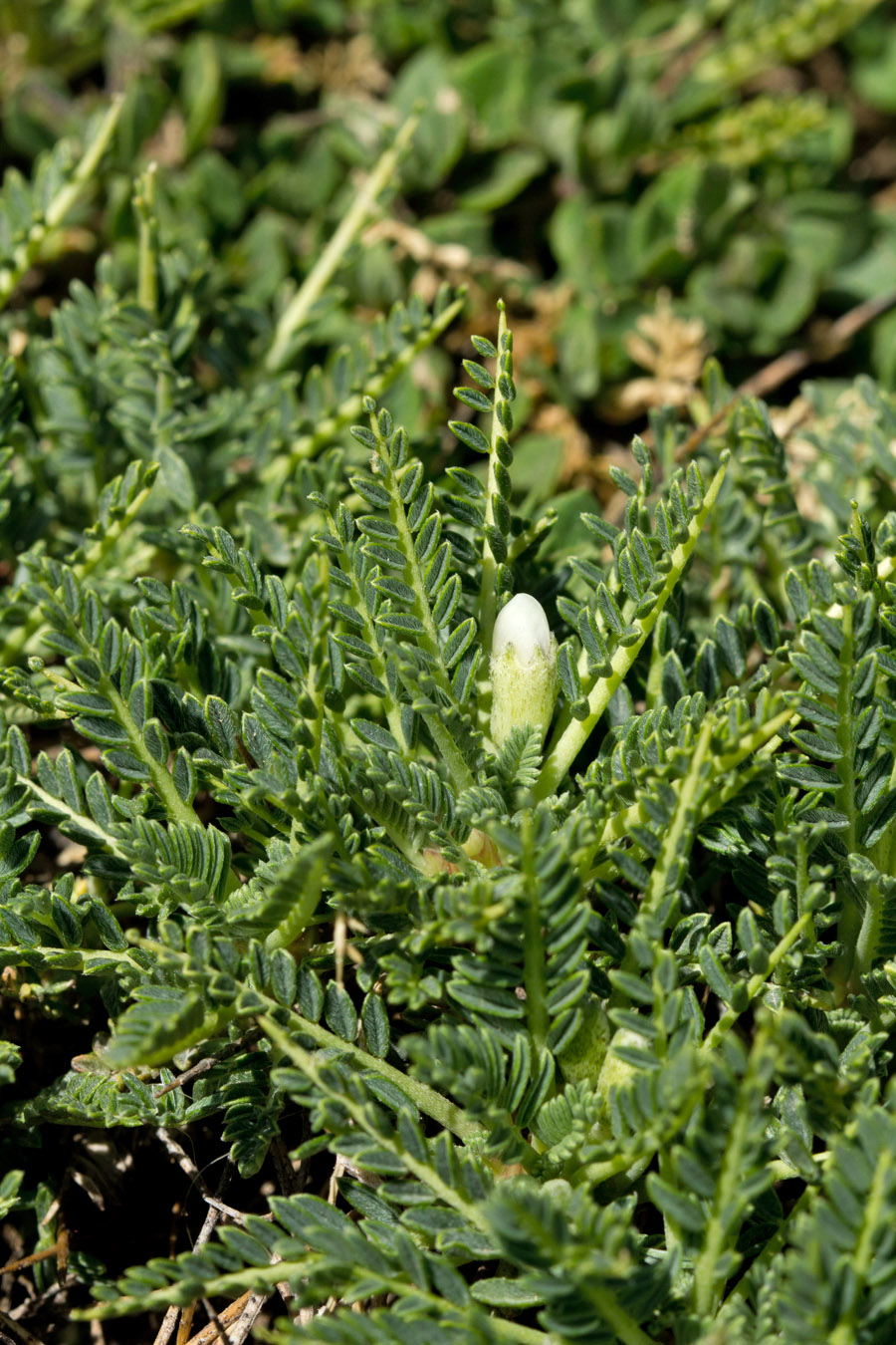 Изображение особи Astragalus angustifolius.