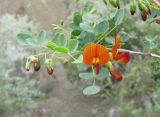 Colutea orientalis