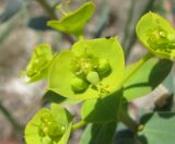 Euphorbia glareosa. Часть соцветия. Дагестан, г. о. Махачкала, окр. с. Талги, склон горы. 15.05.2018.