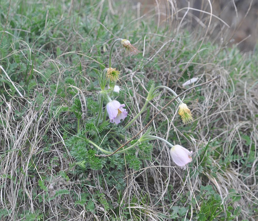 Изображение особи Pulsatilla violacea.