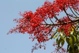 Brachychiton acerifolius. Верхушка ветки с соцветиями. Израиль, г. Бат-Ям, в озеленении. 02.07.2017.