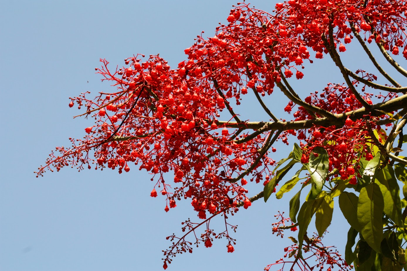 Image of Brachychiton acerifolius specimen.