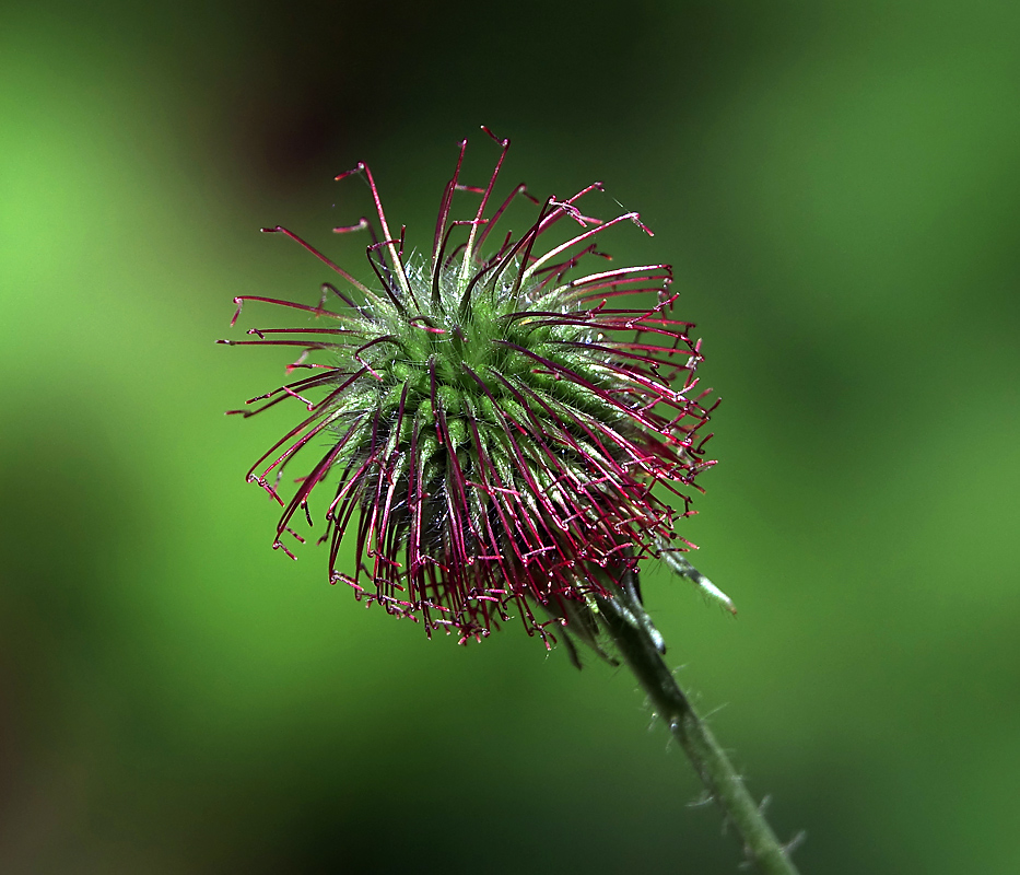 Изображение особи Geum urbanum.