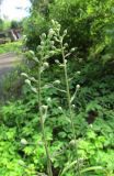 Zigadenus elegans