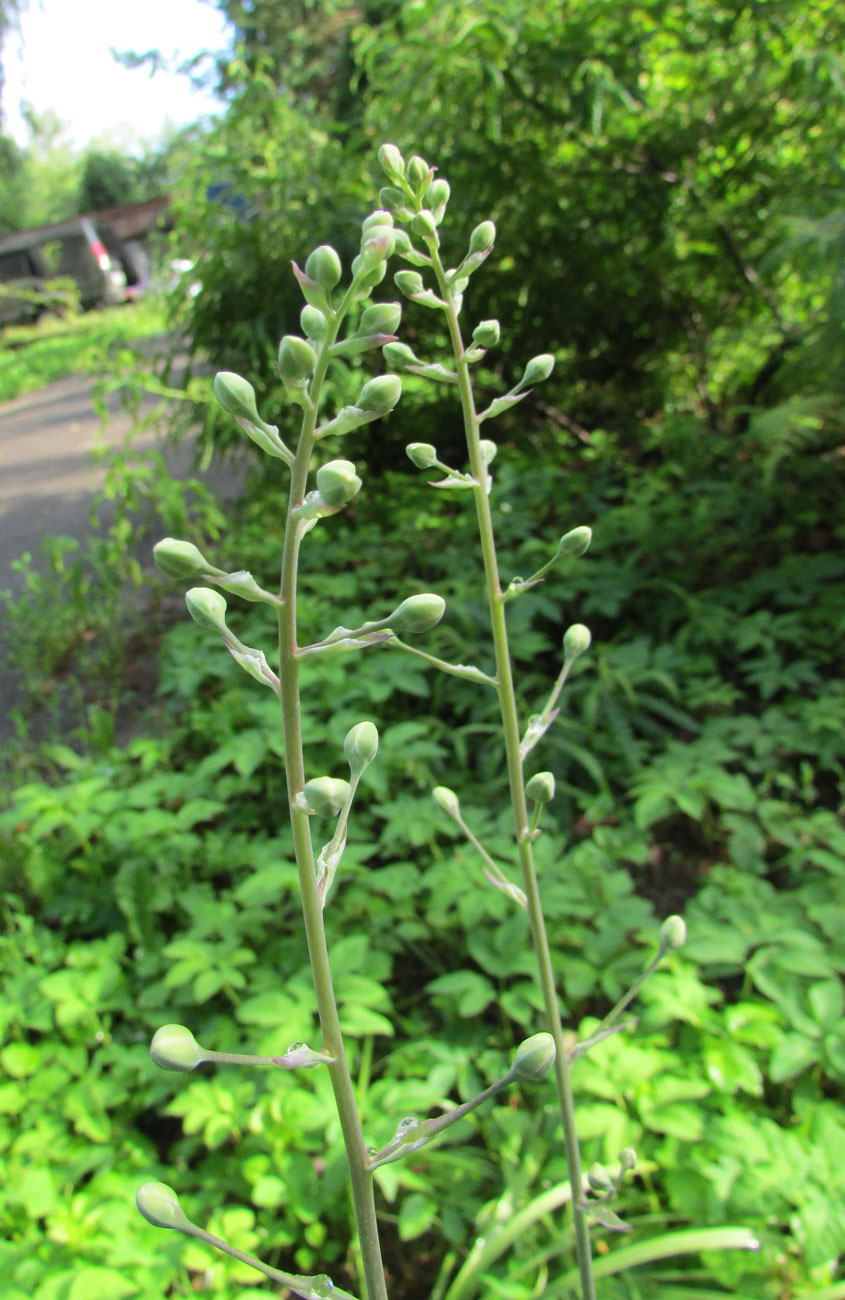 Image of Zigadenus elegans specimen.