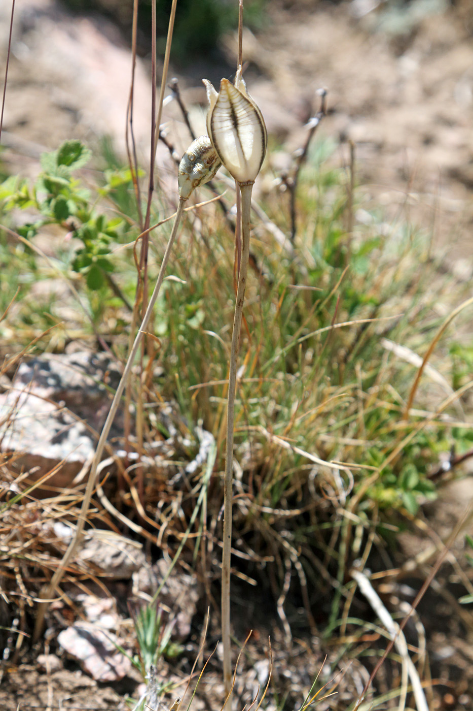 Image of Tulipa dasystemon specimen.