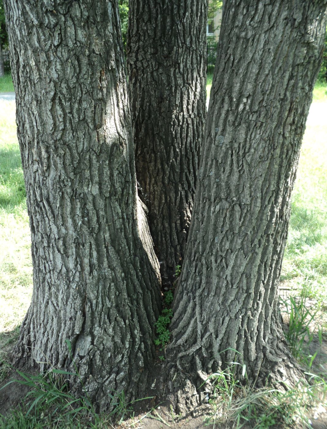 Изображение особи Quercus robur.