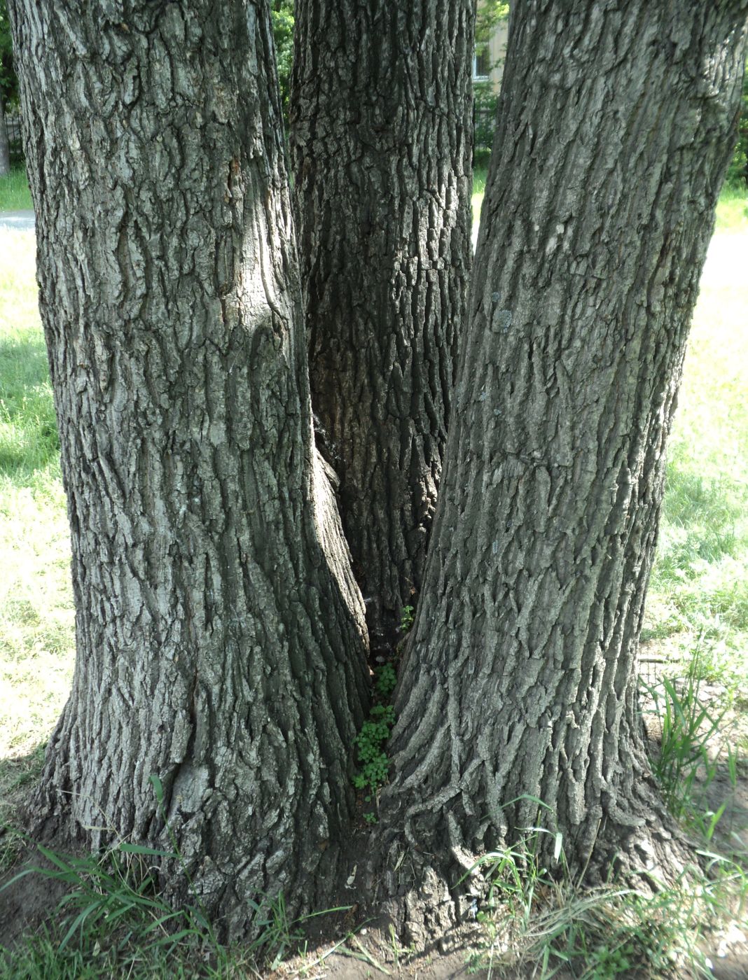 Image of Quercus robur specimen.