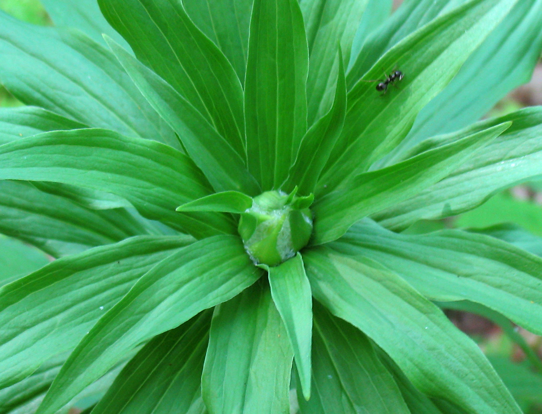 Image of Lilium pilosiusculum specimen.