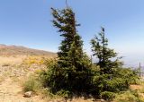 Juniperus drupacea. Взрослые растения. Израиль, горный массив Хермон, ≈ 2200 м н.у.м. 07.07.2018.