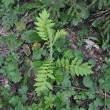 familia Asteraceae. Вегетирующее растение. Грузия, Боржоми-Харагаульский национальный парк, маршрут №1; склон горы Ломис-Мта, ≈ 1850 м н.у.м., смешанный лес, обочина дороги. 25.05.2018.