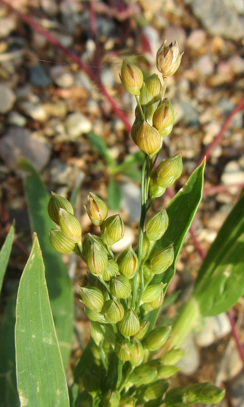 Image of Panicum miliaceum specimen.