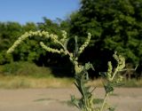 Atriplex tatarica