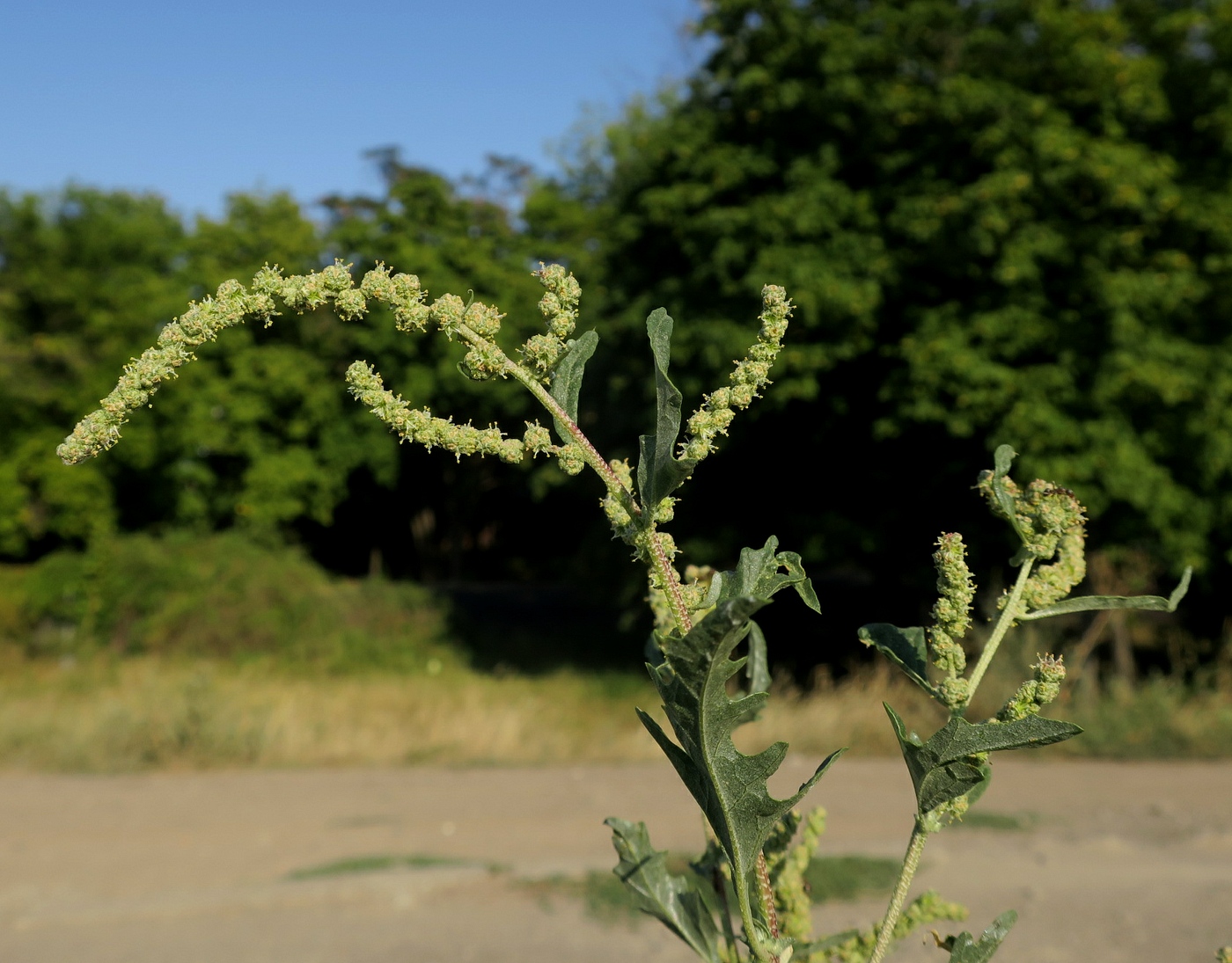 Image of Atriplex tatarica specimen.