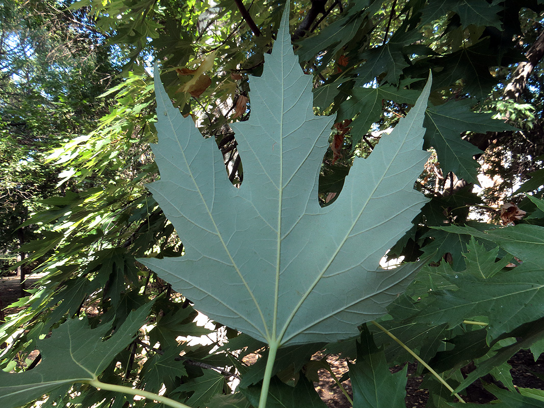 Image of Acer saccharinum specimen.